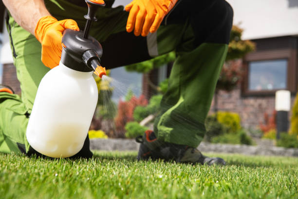 Wasp Removal Services in Lexington Hills, CA