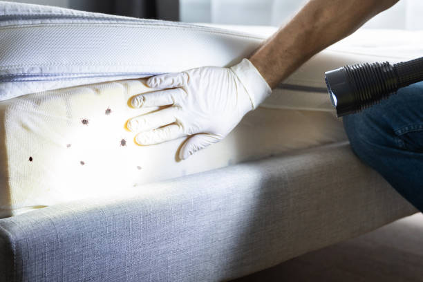 Best Best Pest Control Companies  in Lexington Hills, CA