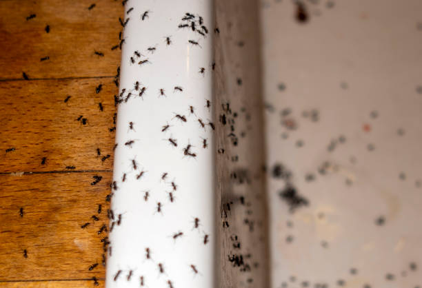 Best Best Pest Control Companies  in Lexington Hills, CA