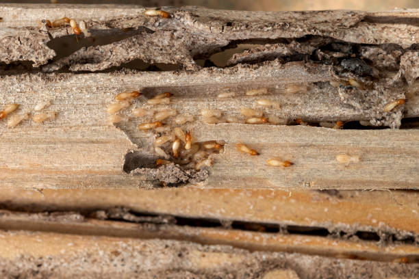 Best Pest Inspection Near Me  in Lexington Hills, CA